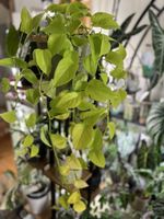 Pothos Neon (bouture racinée) 🪴🌱